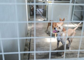 JANGAN tunggu sehingga berlaku kecederaan teruk untuk memahami bahawa pengalaman dikejar anjing bukan perkara kecil.
