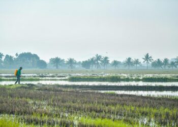 LEMBAGA Kemajuan Pertanian Muda (MADA) mempergiat pemantauan dan penyelarasan bagi mempercepatkan bekalan baja sebatian tambahan (Baja Padi 3) kepada kira-kira 38,000 pesawah di Kawasan Muda.
