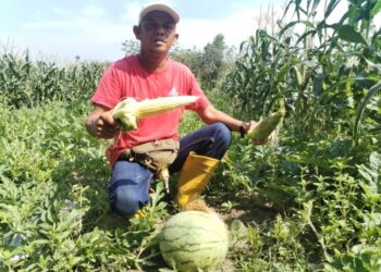 NORUL Faraz Hasim menunjukkan hasil jagung dan tembikai di kebunnya di Kampung Pondok Paku, Besut, Terengganu. – UTUSAN/WAN ZURATIKAH IFFAH WAN ZULKIFLI
