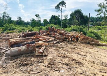 SEBAHAGIAN kayu yang dipercayai menggunakan hasil hutan tidak bercukai dirampas PGA dalam  Op Bersepadu Khazanah di Sungai Embak, Kuala Krai, Kelantan.-IHSAN PGA