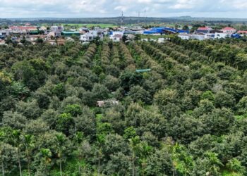 LADANG durian di Dal Lak. - AFP