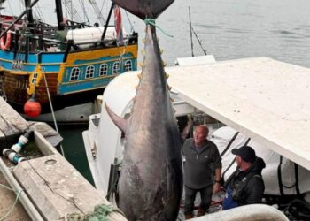 LIMA anggota kru bot The Dominator berjaya menangkap ikan tuna sirip biru gergasi seberat 338kg di pantai Yorkshire.  -  54 NORTH MARITIME TRAINING