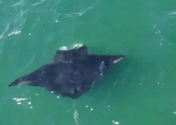 SEEKOR ikan pari muncul di perairan Bandar Raya New York. - NYSDEC