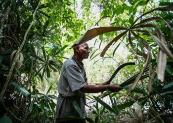 PRODUK semula jadi daripada hutan Malaysia mempunyai nilai perubatan dan komersial yang tinggi sehingga menarik minat pasaran antarabangsa dan dipatenkan di luar negara.