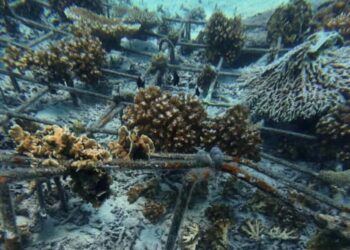 KEADAAN terumbu karang yang rosak di sekitar Pulau Redang, Terengganu yang dipercayai berpunca daripada aktiviti bot pelancongan, khususnya bot lawatan harian yang melabuhkan sauh di kawasan yang tidak dibenarkan. - MEDIA SOSIAL