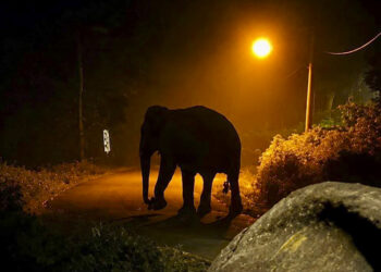 GAJAH yang berkeliaran di Kampung Pengkalan Gelugor, Jeram, Manir, Terengganu  sejak kelmarin membimbangkan penduduk.