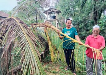 KHAIRUDDIN Mohamad (kiri) menunjukkan pokok kelapa yang
dirosakkan gajah berhampiran rumahnya di Felda Chalok Rahmat, Setiu,
Terengganu. – UTUSAN/WAN ZURATIKAH IFFAH WAN ZULKIFLI