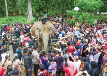 PENDUDUK mengambil peluang mendekati gajah denak selepas operasi memindahkan seekor gajah liar di Kampung jeram, Manir, Kuala Terengganu, Terengganu, semalam. – UTUSAN/PUQTRA HAIRRY