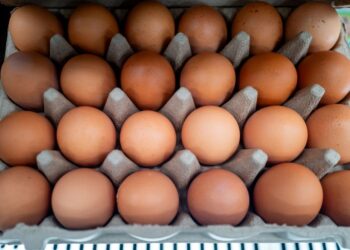 TELUR diimport merupakan punca wabak salmonella. - AFP