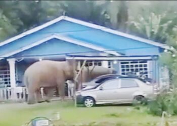 TANGKAP layar video memaparkan gajah yang memasuki kawasan rumah penduduk di Kalabakan, Sabah.
