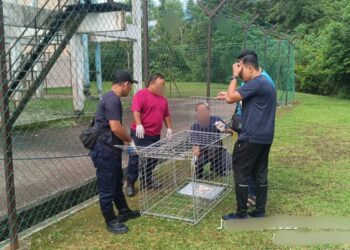 PASUKAN penguatkuasaan MBS ketika operasi menangkap anjing liar di Seremban. -GAMBAR/ UNIT UKK MBS