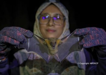 KELAWAR akan digunakan sebagai bioindikator bagi menilai tahap biodiversiti dalam landskap sawit.