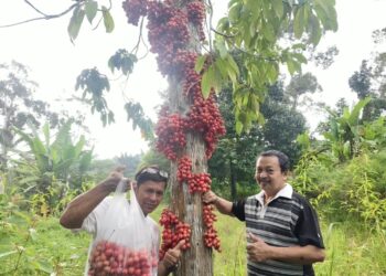 MOHD. Isa Mat Daud (kanan) bersama Ramli Mustapha menunjukkan buah rambai hutan di Kampung Berau, Ulu Cheka di Jerantut, Pahang.- UTUSAN/HARIS FADILAH AHMAD