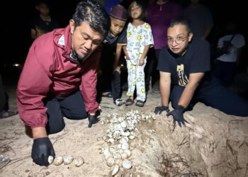 ISMAIL Ibrahim (kiri) memeriksa keadaan telur penyu yang ditemukan di Pantai Pachakan, Pasir Puteh, Kelantan malam tadi-IHSAN JABATAN PERIKANAN KELANTAN.