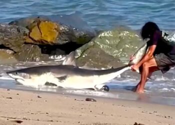 SEORANG lelaki menarik ekor ikan jeung kembali ke dalam laut. - YouTube