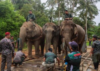 KAKITANGAN Jabatan Perlindungan Hidupan Liar dan Taman Negara (Perhilitan) Terengganu  dibantu denak Indah dan Suria memindahkan seekor gajah betina (tengah)  yang menceroboh masuk ke kawasan penempatan penduduk di sekitar Kampung Jeram, Manir, Kuala Terengganu. - UTUSAN/PUQTRA HAIRRY