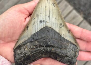 SEBATANG gigi seekor ikan jerung besar ditemukan di pantai Jersey Shore. - Facebook/Pusat Pemerhatian Paus dan Penyelidikan Cape May