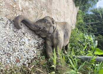 KEADAAN bangkai seekor anak gajah yang ditemukan di tepi jalan utama menuju ke Pos Pulat berhampiran Kampung Rahmat, Gua Musang, Kelantan.