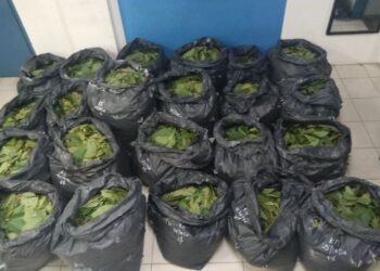 SEBAHAGIAN daripada daun ketum seberat 196 kilogram yang dirampas polis dalam serbuan di belakang sebuah rumah di Jalan Chenderong Balai, Hilir Perak, awal pagi tadi.