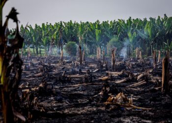 KAWASAN tanaman pisang yang dibakar peneroka haram untuk penanaman semula di atas tanah Hutan Simpan Kekal Kuala Langat Selatan, Selangor. – UTUSAN/SHIDDIEQIIN ZON
