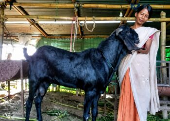 BARUAH mengusahakan ladang ternakan melibatkan 300 ekor kambing, 500 itik, 1,000 ayam dan ikan. – AGENSI