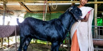 BARUAH mengusahakan ladang ternakan melibatkan 300 ekor kambing, 500 itik, 1,000 ayam dan ikan. – AGENSI