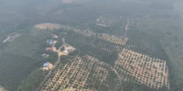 ANTARA kawasan Hutan Simpan Kekal Tasik Bera, Pahang yang diteroka secara haram.