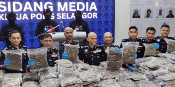 SHAZELI Kahar menunjukkan bungkusan ketulan mampat bunga ganja yang dirampas, dalam sidang akhbar
di IPK Selangor, Shah Alam, Selangor semalam.