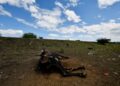 BANGKAI lembu dilihat di sebuah kampung yang mengalami kemarau teruk akibat fenomena El Nino di Los Piches, Honduras.-AFP