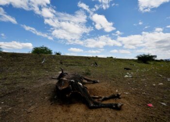 BANGKAI lembu dilihat di sebuah kampung yang mengalami kemarau teruk akibat fenomena El Nino di Los Piches, Honduras.-AFP