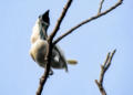 SPESIES baharu bellbird bakal dinobatkan sebagai burung paling bising di dunia.-AGENSI