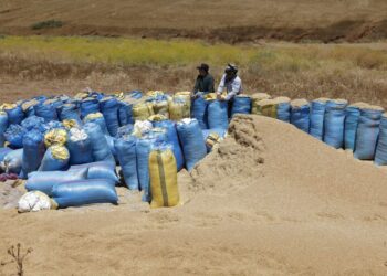 PETANI mengisi guni-guni dengan hasil gandum yang dituai di sebuah ladang di wilayah Zaer di barat laut Maghribi.- AFP