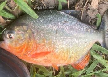 SPESIMEN kedua Red-bellied Piranha (Pygocentrus nattereri) yang ditemukan di Sungai Klau, Raub, Pahang- FB JEJAK AIR TAWAR