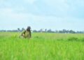 PESAWAH bimbang bakal berdepan isu peningkatan kadar potongan pemutuan padi, dikhuatiri semakin melampau.-GAMBAR HIASAN
