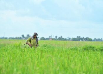 PESAWAH bimbang bakal berdepan isu peningkatan kadar potongan pemutuan padi, dikhuatiri semakin melampau.-
