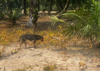 SALAH seekor anjing liar yang ditemukan berkeliaran di sekitar kejadian Nur Haira diserang lima ekor haiwan berkenaan di Peserai, Batu Pahat.