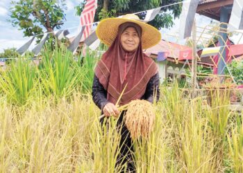 HAPSAH Abdul Rahman memegang gemal padi huma yang dituai di halaman rumahnya di Perumahan Felcra Tembeling Tengah, Kuala Tahan di Jerantut, Pahang.