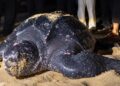 PENYU belimbing atau dikenali sebagai Raja Penyu mendarat dan bertelur di Pantai Kuala Abang, Dungun, Terengganu, baru-baru ini.