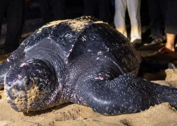 PENYU belimbing atau dikenali sebagai Raja Penyu mendarat dan bertelur di Pantai Kuala Abang, Dungun, Terengganu, baru-baru ini.