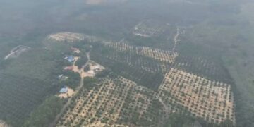 PANDANGAN kawasan yang diteroka secara haram di Hutan Simpan Kekal Tasik Bera di Bera, Pahang. - IHSAN PAHANG MEDIA