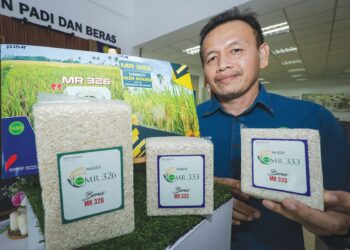 Dr. Elixon Sunan @ Elixon Sulaiman menunjukkan dua varian beras MR326 dan MR333 di Institut Penyelidikan dan Kemajuan Pertanian Malaysia (MARDI), Serdang. -UTUSAN/MUHAMAD IQBAL ROSLI