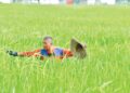 HASIL pesawah yang tidak menentu mendorong kepada kemerosotan pendapatan pesawah.