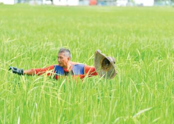 HASIL pesawah yang tidak menentu mendorong kepada kemerosotan pendapatan pesawah.
