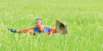 HASIL pesawah yang tidak menentu mendorong kepada kemerosotan pendapatan pesawah.