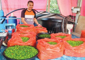 MOHD. Muizman Shaari menimbang lada bara yang siap dipetik untuk dipasarkan keluar di Felda Sungai Tekam di Jerantut, Pahang. 
– UTUSAN/HARIS FADILAH AHMAD