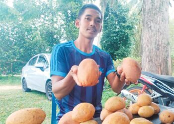 MOHD. Syahrul Arizan Mohd. Sabri menunjukkan buah binjai yang dijual di gerainya di Kampung Alor Lintang, Besut, Terengganu. – UTUSAN/WAN ZURATIKAH IFFAH WAN ZULKIFLI