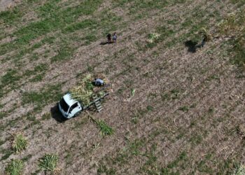 PETANI memuatkan daun kering dan sisa tanaman dari sebuah ladang jagung yang musnah akibat kekurangan hujan ke dalam sebuah lori di Tecoluca, El Salvador. - AFP
