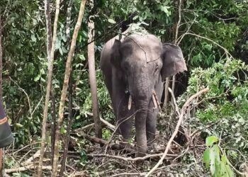 JABATAN Perlindungan Hidupan Liar dan Taman Negara (Perhilitan) Terengganu menangkap seekor gajah jantan yang berkeliaran di Kampung Kolam, Ajil, Hulu Terengganu. - HSAN PERHILITAN