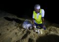 SEORANG pemajak mengumpul telur penyu belimbing yang mendarat di Pantai Rantau Abang sebelum dipindahkan ke kawasan khas di Hatcheri Pusat Konservasi Penyu, Rantau Abang di Dungun, Terengganu. - UTUSAN/PUQTRA HAIRRY
