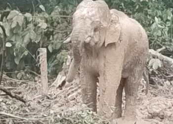 'AWANG Kolam' yang ditangkap di Kampung Kolam, Ajil, Hulu Terengganu dijangka dipindah dan dilepaskan ke habitat asalnya esok. - IHSAN PERHILITAN
